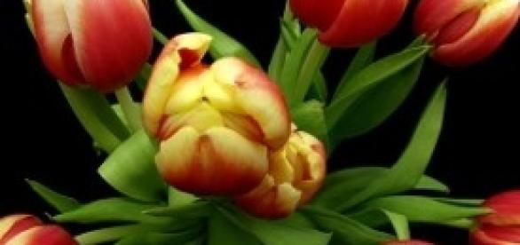 Festa delle donna Festa delle donna