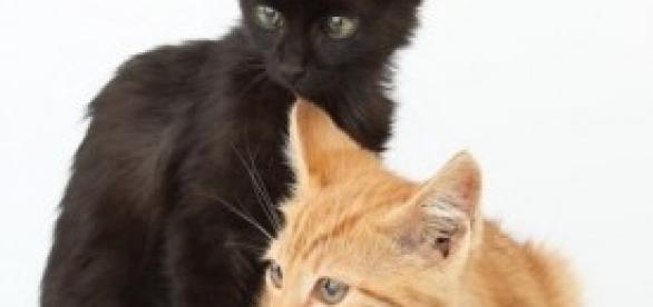 Animali abbandonati: nuovi casi Animali abbandonati: nuovi casi