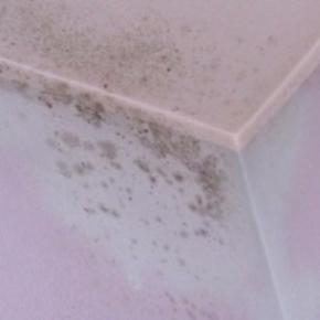 Muffa Bagno Come Toglierla muffa dai muri come toglierla senza tinteggiare Muffa Bagno Come Toglierla muffa dai muri come toglierla senza tinteggiare