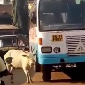Vaca persegue o ônibus que atropelou seu filhote