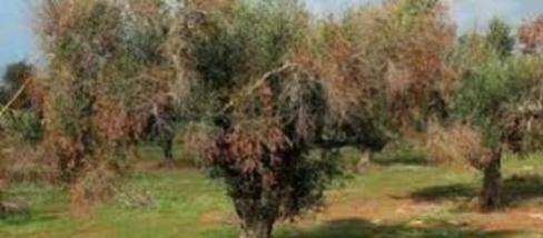 L'UE vuole abbattere gli ulivi malati in Puglia