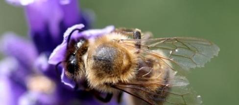 A toxina no veneno da abelha poderia curar o HIV