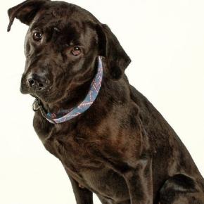 can dogs die from parvovirus outbreak in marana arizona can kill dogs can dogs die from parvovirus outbreak in marana arizona can kill dogs