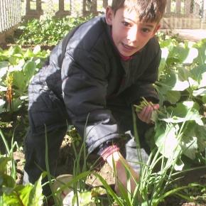 Iniciando uma horta orgânica na escola.