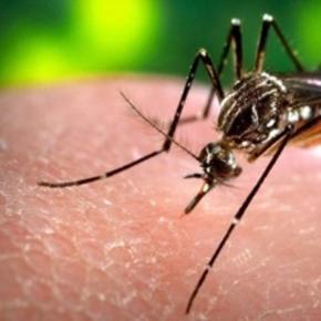 zanzare-e-non-come-si-trasmette-il-virus-zika_589695.jpg (290×290)