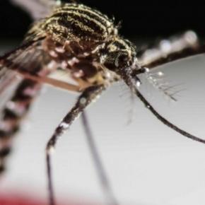 Mosquito que transmite a Zika - Imagem da Internet
