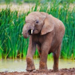 Ivory Coast takes decisive action to save vulnerable dwarf elephants