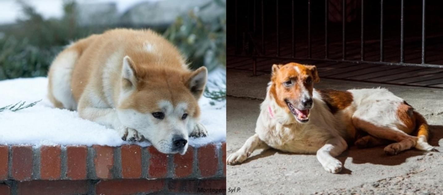 43 Why Are You An Akita Raça Do Cachorro Do Filme Sempre Ao Seu Lado, HD Png Download