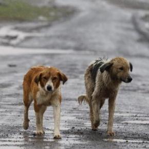 Bonus di 500 euro se possiedi un animale domestico, chiarimenti … – Blasting News