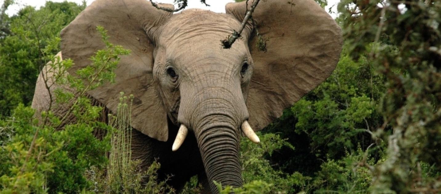 African Elephants could go extinct by 2023