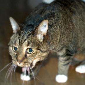 Il vomito del gatto - Cause e consigli - tuttosuigatti.it Il vomito del gatto - Cause e consigli - tuttosuigatti.it