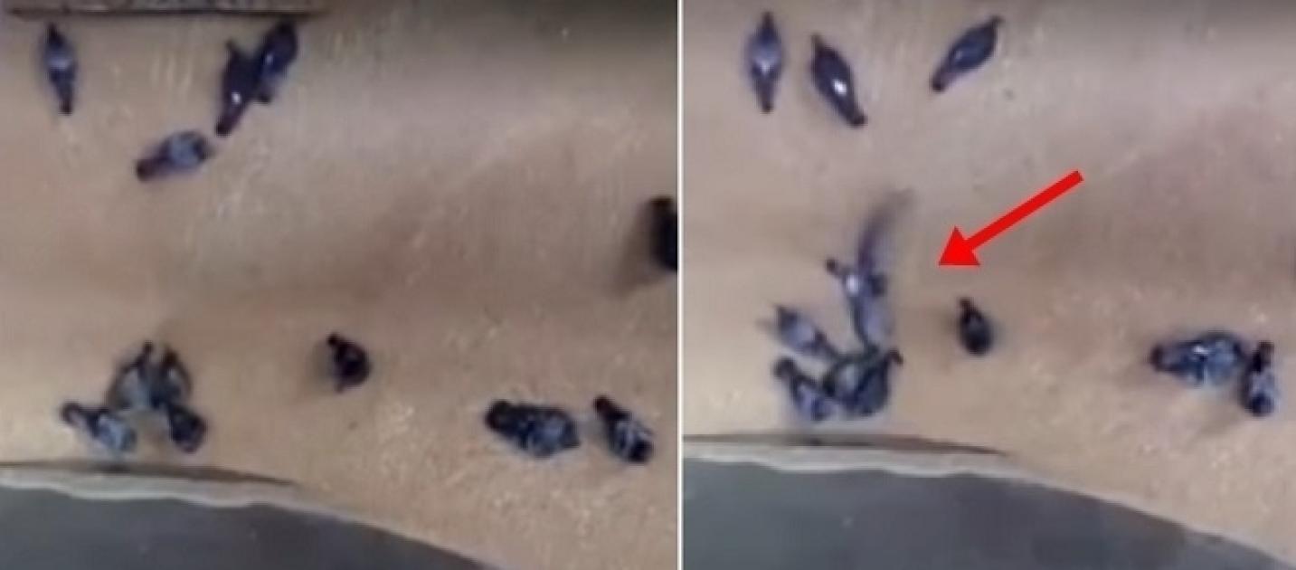 Saiba a verdade sobre vídeo de pombos sendo triturados em fabricação de cerveja - Blasting News