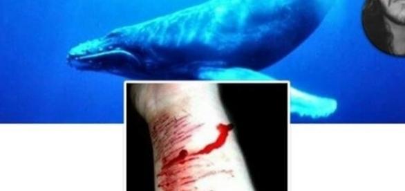 Resultado de imagem para baleia azul