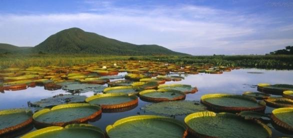 A vitória-régia é uma planta aquática símbolo da Amazônia