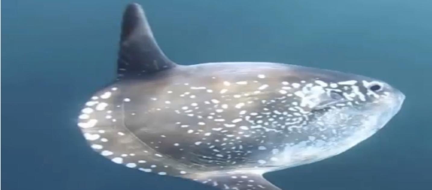 Researchers Have Discovered A New Sunfish Species And Named It Mola Tecta