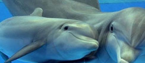 Önzetlen barátunk a delfin