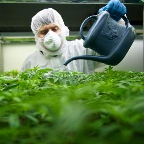 Tilray's cannabis growing operation