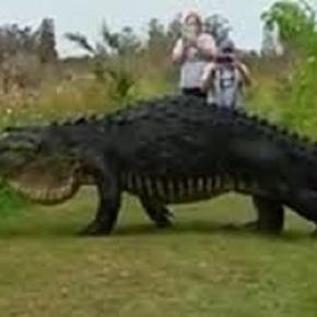 Insanely large alligator strolls in front of tourists in Lakeland, Florida