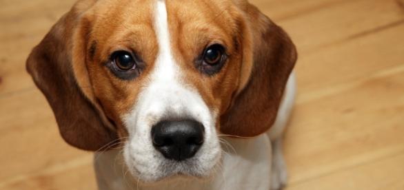 Dante, il beagle che ha salvato la vita della sua padrona