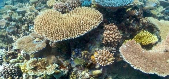 Great Barrier Reef near Cairns. Screencap/Google Maps